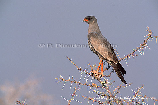 Pale chanting Goshawk (Melierax canorus) - Autour chanteur, Namibie (saf-bir-0284)