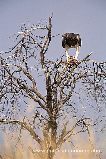 Martial Eagle (Polemaetus bellicosus) with prey - Aigle martial, et proie, Af. du Sud (saf-bir-0504)