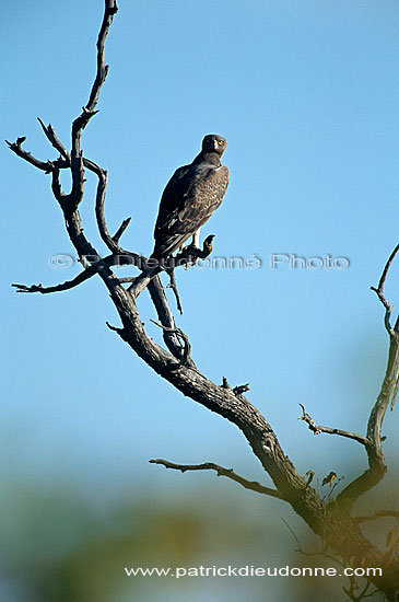 Martial Eagle (Polemaetus bellicosus) - Aigle martial, Afrique du Sud (saf-bir-0510)