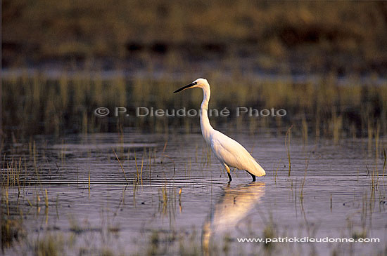 Little Egret (Egretta garzetta), Okavango, Botswana - Aigrette garzette (SAF-BIR-0036)