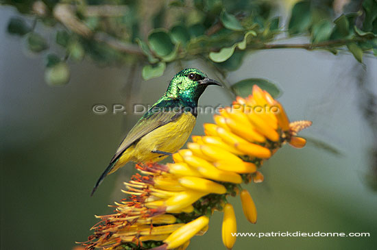 Collared Sunbird (Anthreptes collaris) - Souimanga à collier, Afrique du Sud (saf-bir-0376)
