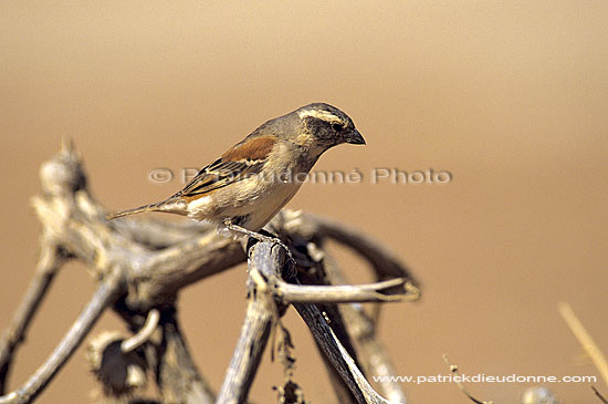 Cape Sparrow (Passer melanurus) - Moineau du Cap, desert du Namib (SAF-BIR-0100)