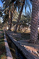 Al Hazm palm grove and falaj - Palmeraie à Al Hazm, OMAN (OM10049)