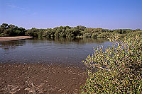 Shinas mangrove, birdwatching site - Shinas, mangrove, OMAN (OM10258)