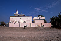 Shinas, Batinah. Mosque and goats- Mosquée et chèvres, OMAN (OM10459)