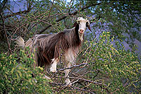 Wadi Bani Awf. Goat in a tree - Chèvre dans un arbre, OMAN (OM10564)