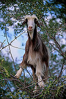 Wadi Bani Awf. Goat in a tree - Chèvre dans un arbre, OMAN (OM10565)