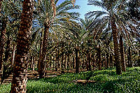 Tanuf. Palm grove near Tanuf -  Palmeraie près de Tanuf, Oman (OM10291)