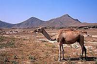 Dhofar. Camel near Mughsayl - dromadaire, Oman (OM10391)