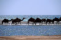 Dhofar. Camel(s) crossing water- Dromadaire(s) traversant, Oman (OM10381)