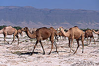 Dhofar. Camels near Taqah - Troupeau de dromadaires, Oman (OM10376)