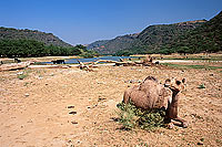 Dhofar. Camel(s) in wadi Darbat - Dromadaire(s), Oman (OM10399)