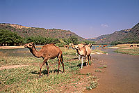 Dhofar. Camel(s) in wadi Darbat - Dromadaire(s), Oman (OM10400)