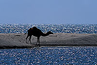 Dhofar. Camel(s) crossing water- Dromadaire(s) traversant, Oman (OM10379)