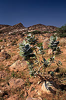 Dhofar, Khor Rouri Nat. reserve - Khor Rouri, Dhofar, OMAN (OM10424)