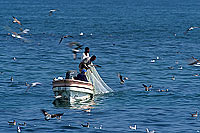 Mughsayl, Dhofar. Fishermen at work - Pecheurs au travail, Oman (OM10324)