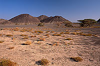 Al Mudaybi, Sharqiyah. Gravel plains - Plaine, Al Mudaybi, Oman (OM10340)