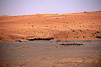 Wahiba desert, Bedouins - Bedouins et dromadaires, Oman (OM10396)