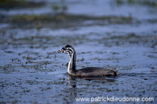 Grebe (Great crested - Podiceps cristatus) - Grebe huppe - 20094