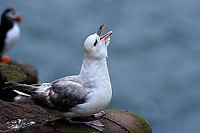 Fulmar (Fulmarus glacialis) - Petrel Fulmar - 11485