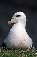 Fulmar (Fulmarus glacialis) - Petrel Fulmar - 11491 Fulmar (Fulmarus glacialis) - Petrel Fulmar - 11491