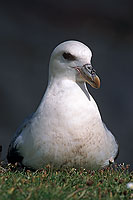 Fulmar (Fulmarus glacialis) - Petrel Fulmar - 11497