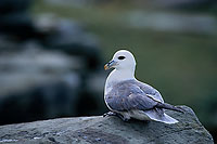 Fulmar (Fulmarus glacialis) - Petrel Fulmar - 11501