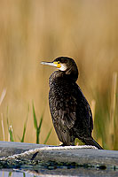 Great Cormorant (Phalacrocorax carbo) - Grand cormoran  10590