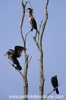 Great Cormorant (Phalacrocorax carbo) - Grand cormoran - 20125