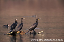 Great Cormorant (Phalacrocorax carbo) - Grand cormoran - 20128