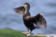Shag (Phalacrocorax aristotelis) - Cormoran huppe - 20152