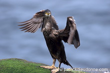 Shag (Phalacrocorax aristotelis) - Cormoran huppe - 20153