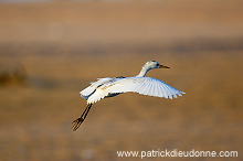Cattle Egret (Bubulcus ibis) - Heron gardeboeufs 10656