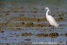 Little Egret (Egretta garzetta) - Aigrette garzette - 20207