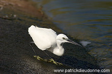 Little Egret (Egretta garzetta) - Aigrette garzette - 20426