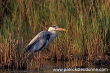 Grey Heron (Ardea cinerea) - Heron cendre - 20257