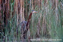 Purple Heron (Ardea purpurea) - Heron pourpre -  20298