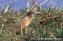 Squacco Heron (Ardeola ralloides) - Heron crabier - 20304