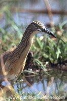 Squacco Heron (Ardeola ralloides) - Heron crabier - 20308