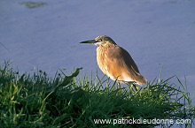 Squacco Heron (Ardeola ralloides) - Heron crabier - 20310