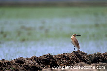 Squacco Heron (Ardeola ralloides) - Heron crabier - 20313