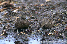 Eider (Somateria mollissima) - Eider a duvet - 20479