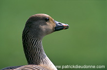 Bean Goose (Anser fabalis) - Oie des moissons - 20506