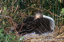 Greylag Goose (Anser anser) - Oie cendree - 20543