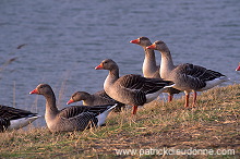 Greylag Goose (Anser anser) - Oie cendree - 20550
