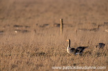 Greylag Goose (Anser anser) - Oie cendree - 20551