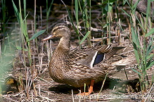 Mallard (Anas platyrhynchos) - Canard colvert - 20580 Mallard (Anas platyrhynchos) - Canard colvert - 20580