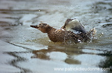 Mallard (Anas platyrhynchos) - Canard colvert - 20583