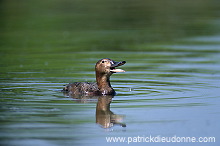 Pochard (Aythya ferina) - Fuligule milouin - 20615