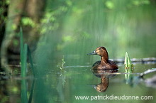 Pochard (Aythya ferina) - Fuligule milouin - 20620